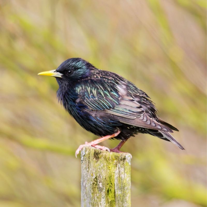 Starling