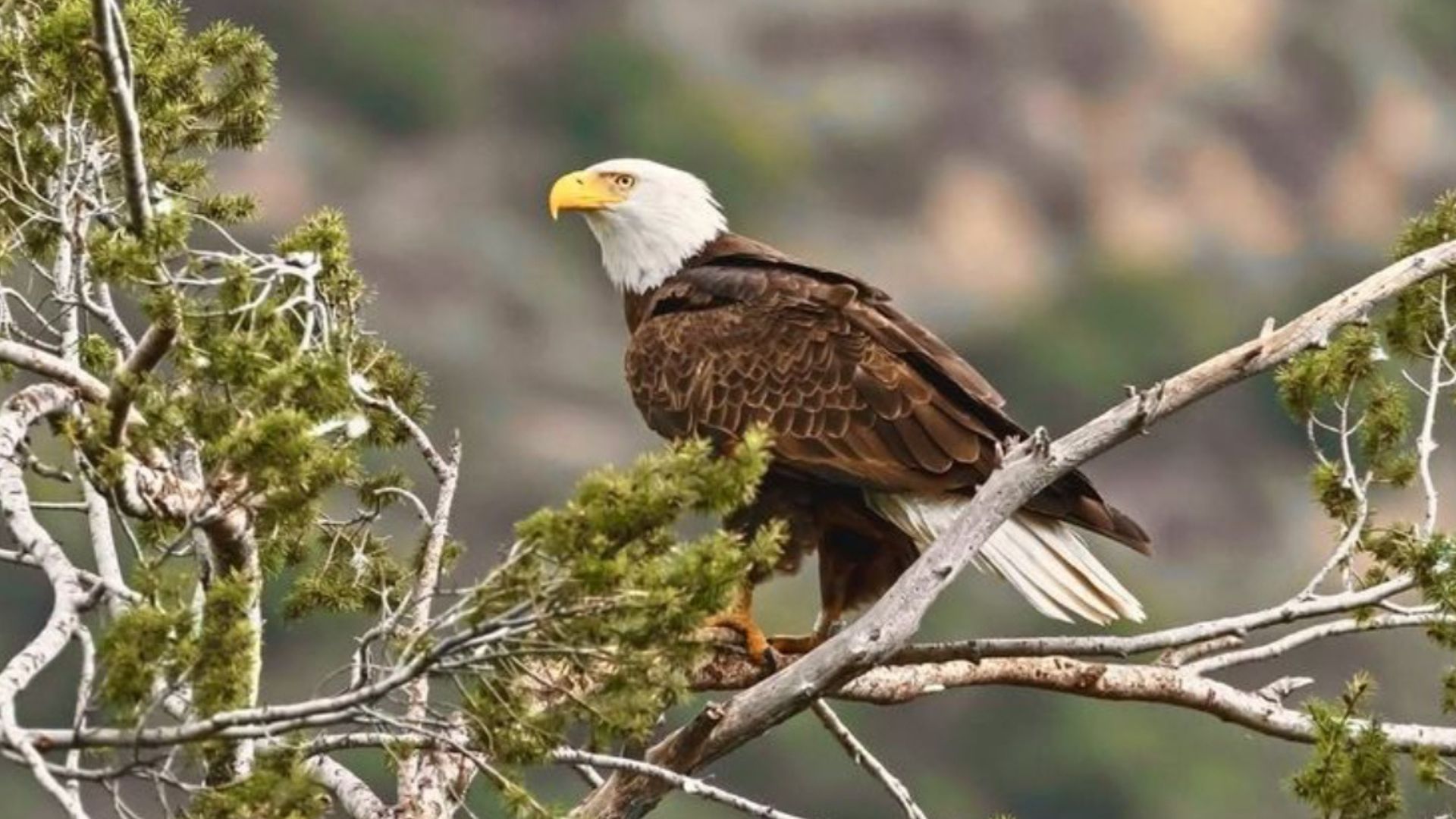 States With The Largest Bald Eagle Populations