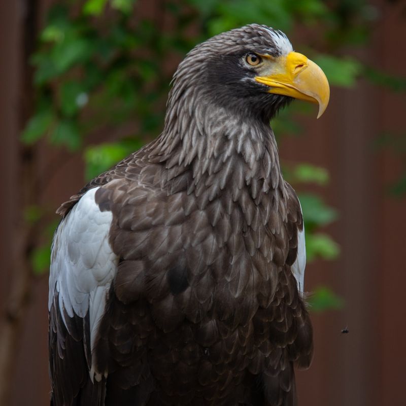 Steller's Sea Eagle