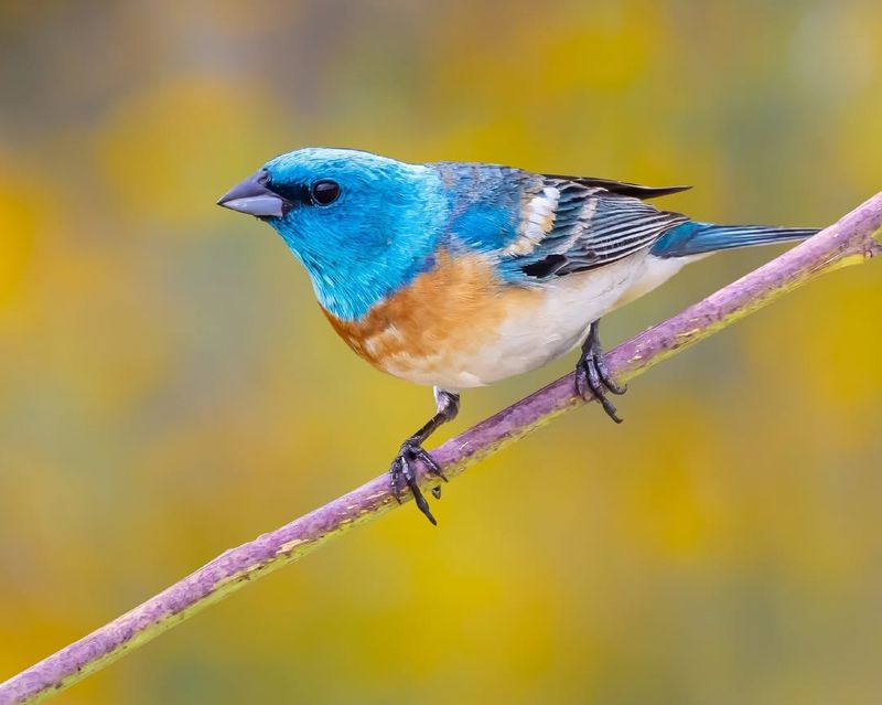 Lazuli Bunting