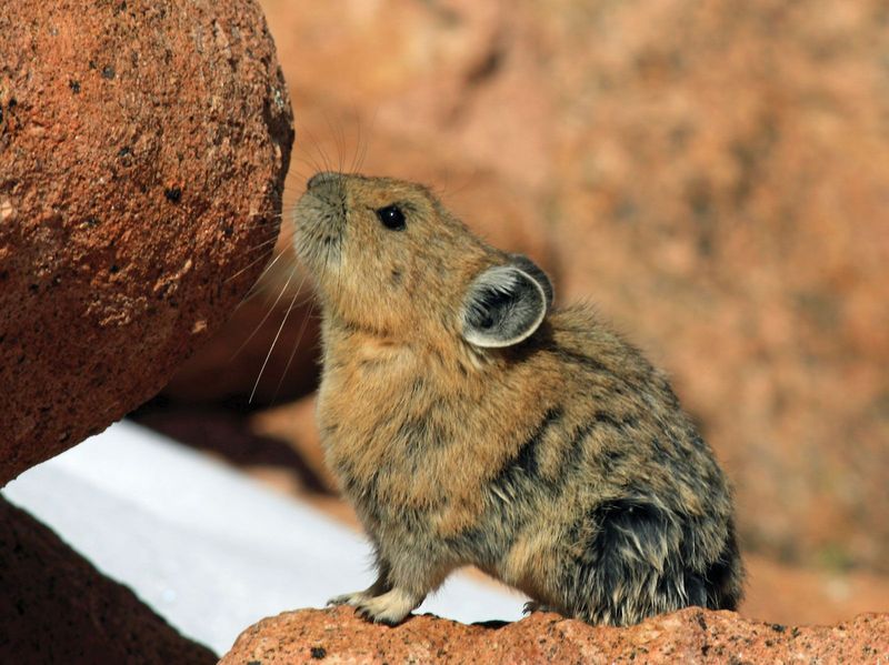 Steppe Pika