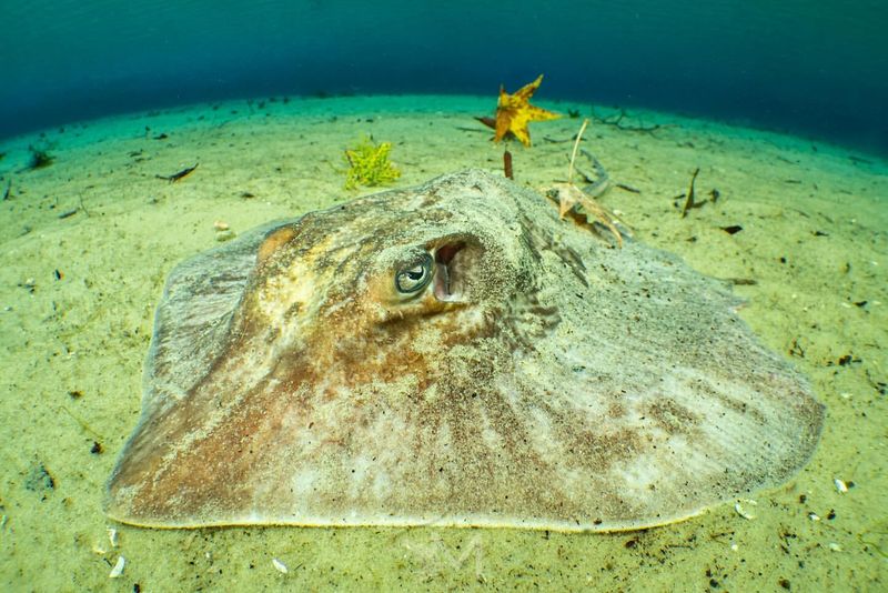 Stingray