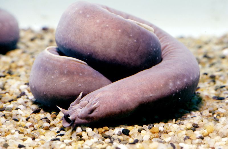 Hagfish