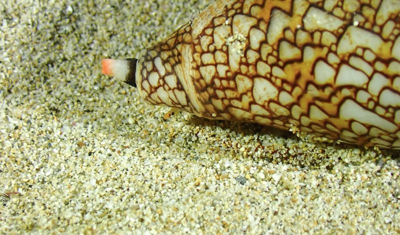 Cone Snail