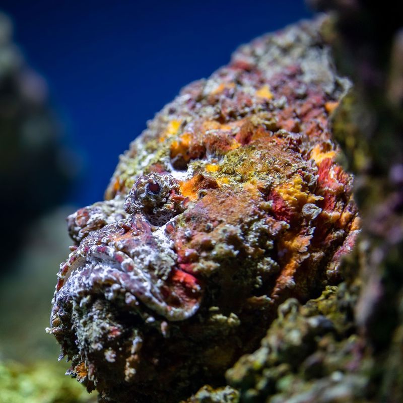 Stonefish