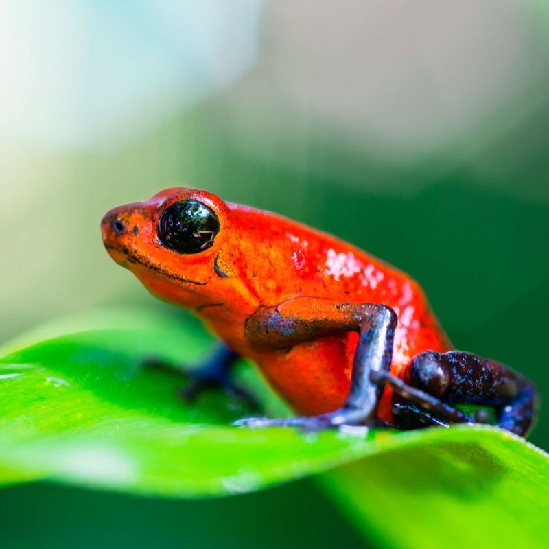 Strawberry Poison Dart Frog