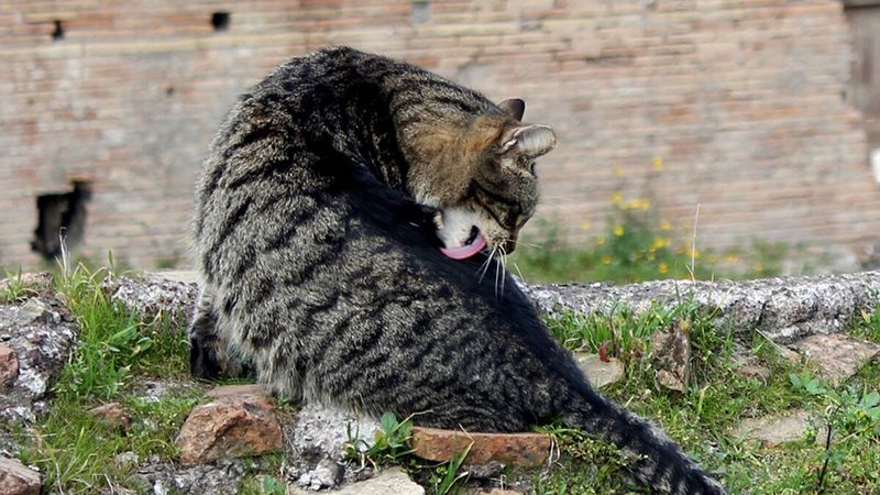 Stray Cat discovers Catacomb in 2012