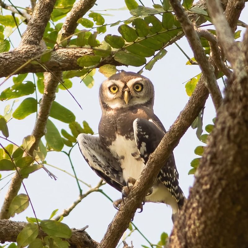 Forest Owlet - Western Ghats, India