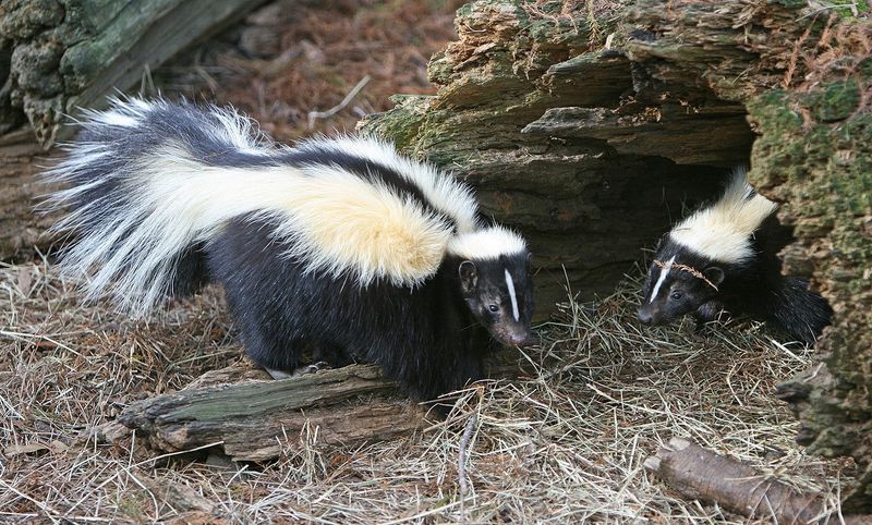 Striped Skunk