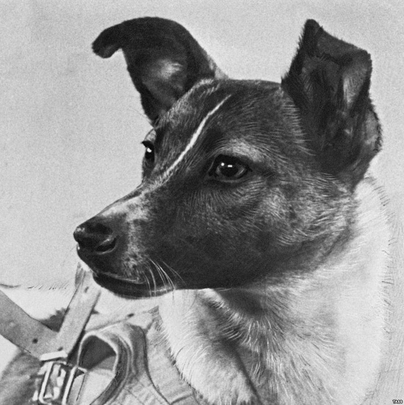 Laika, The First Space Traveler