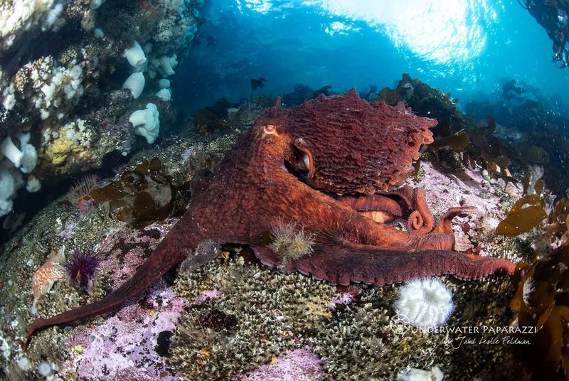 Giant Pacific Octopus