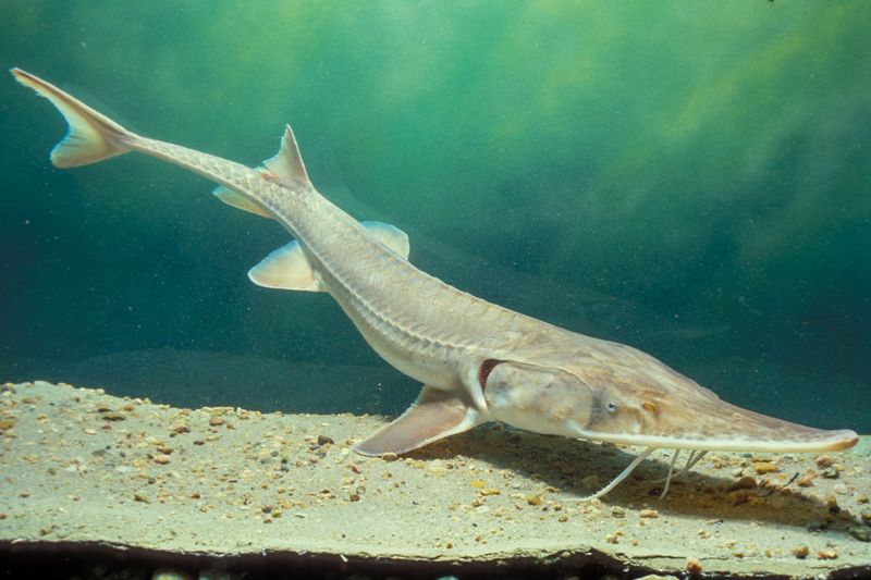 Sturgeons: River's Primeval Giants