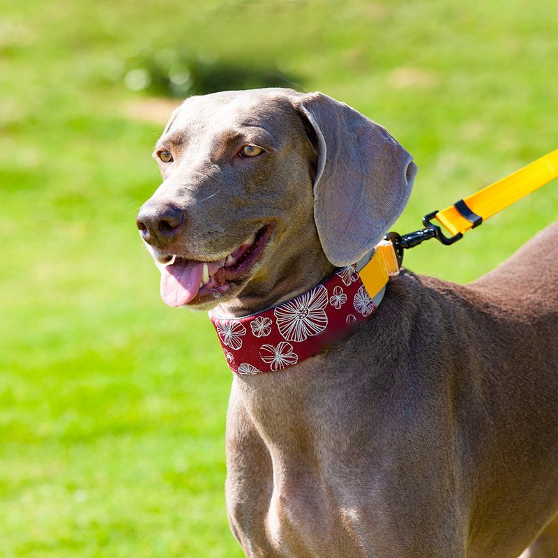 Stylish Dog Collar