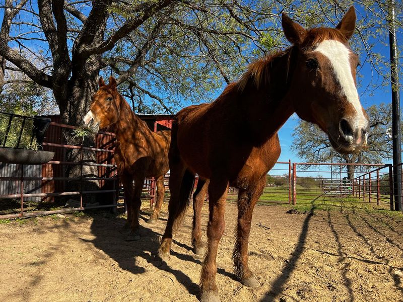 Suffolk Punch