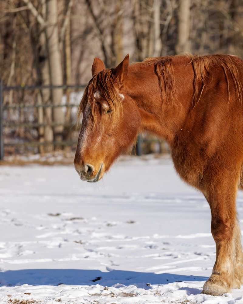 Suffolk Punch