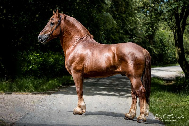 Suffolk Punch