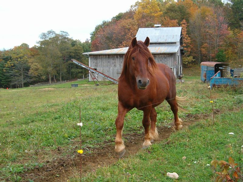 Suffolk Punch