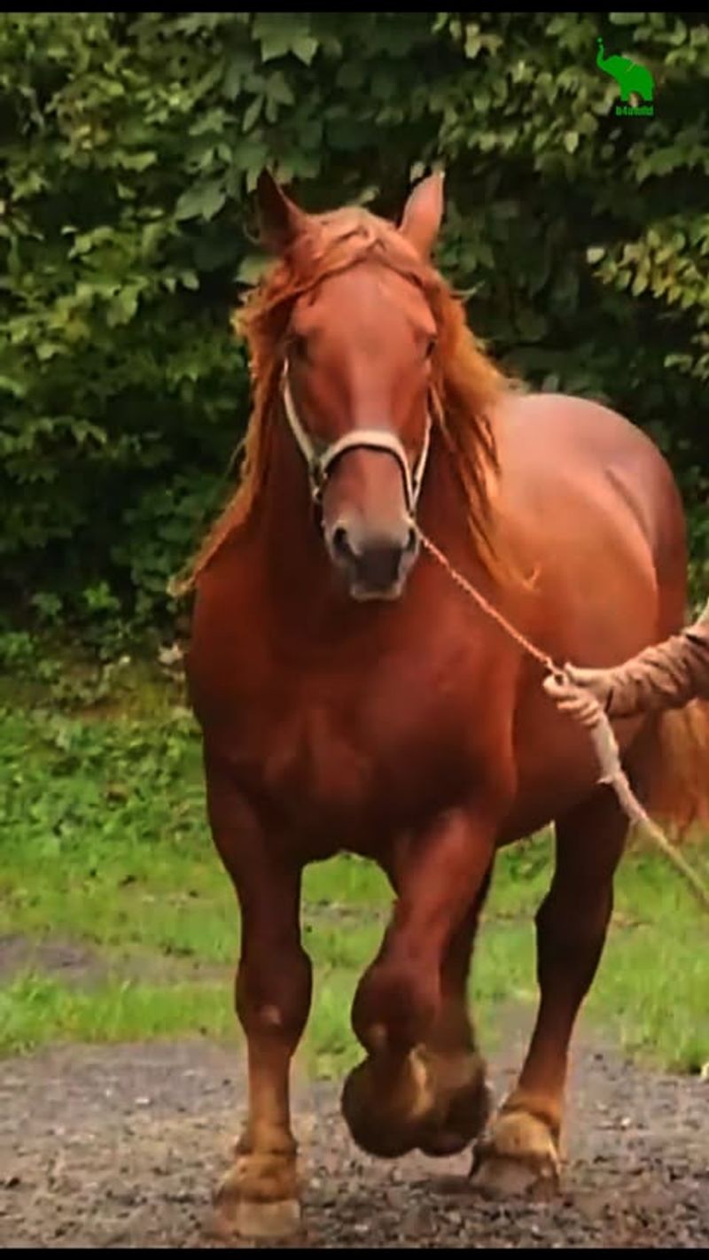 Suffolk Punch