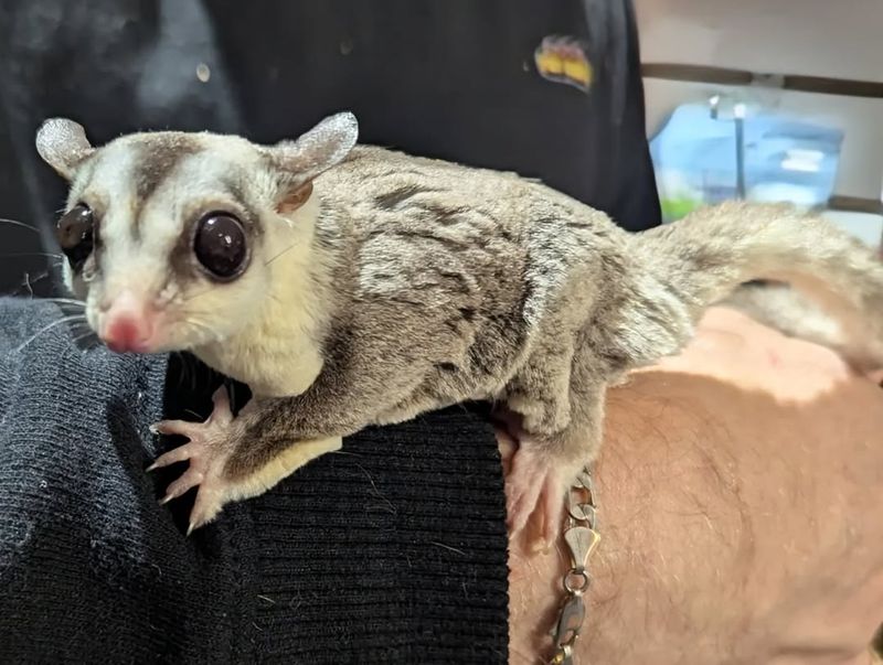 Sugar Glider