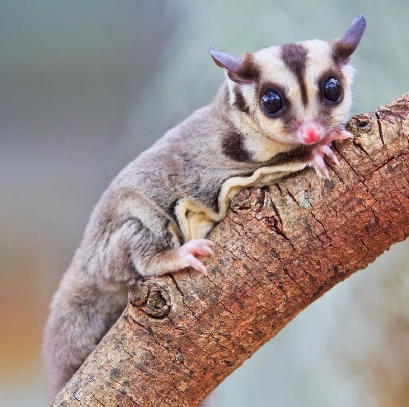 Sugar Glider