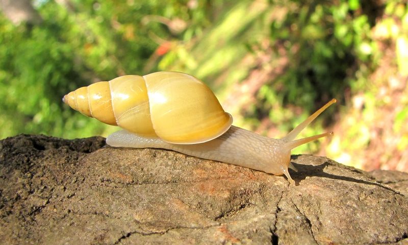 Sulfur Cave Snails