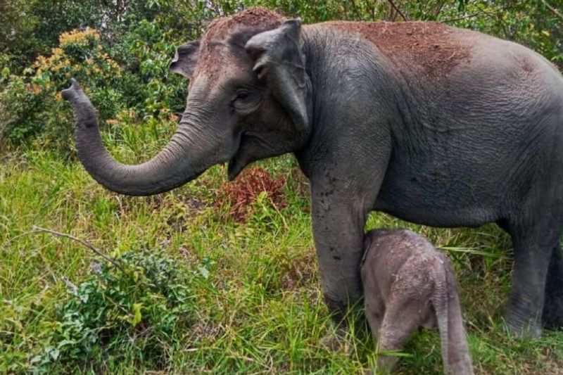 Sumatran Elephant