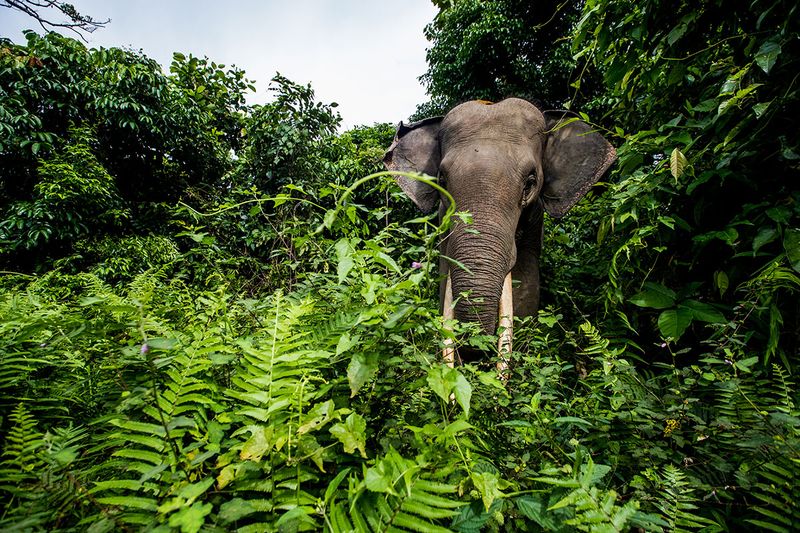 Sumatran Elephant