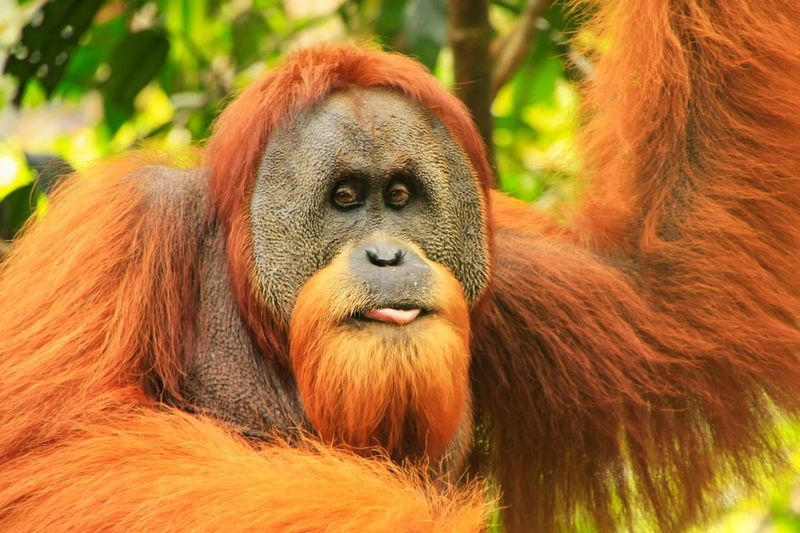 Sumatran Orangutan