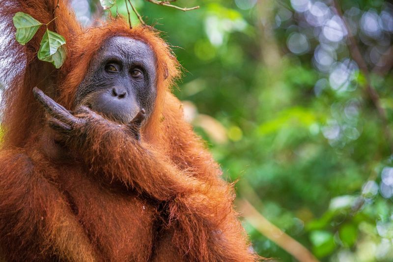 Sumatran Orangutan