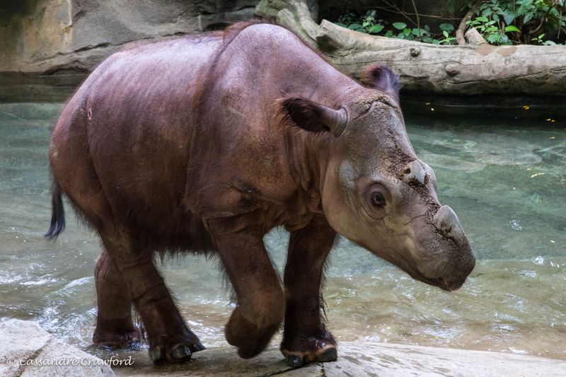 Sumatran Rhino