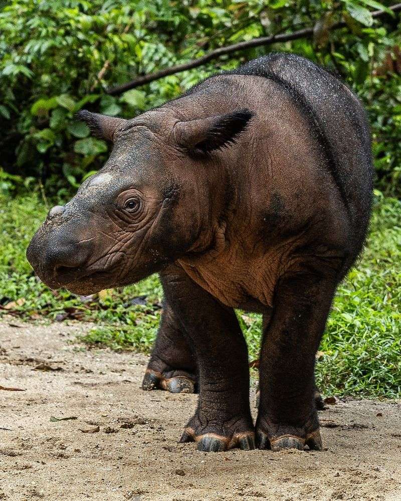 Sumatran Rhino