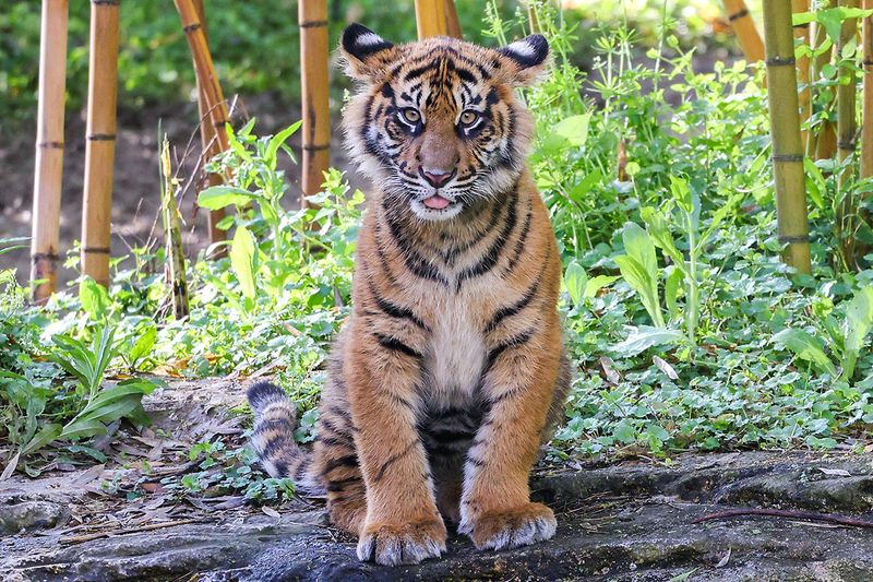 Sumatran Tiger