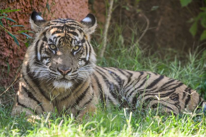 Sumatran Tiger