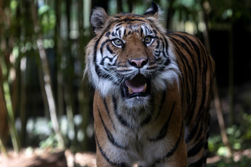 Sumatran Tiger