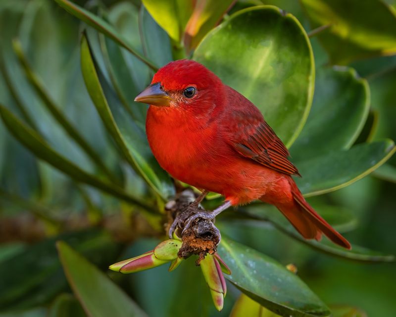 Summer Tanager