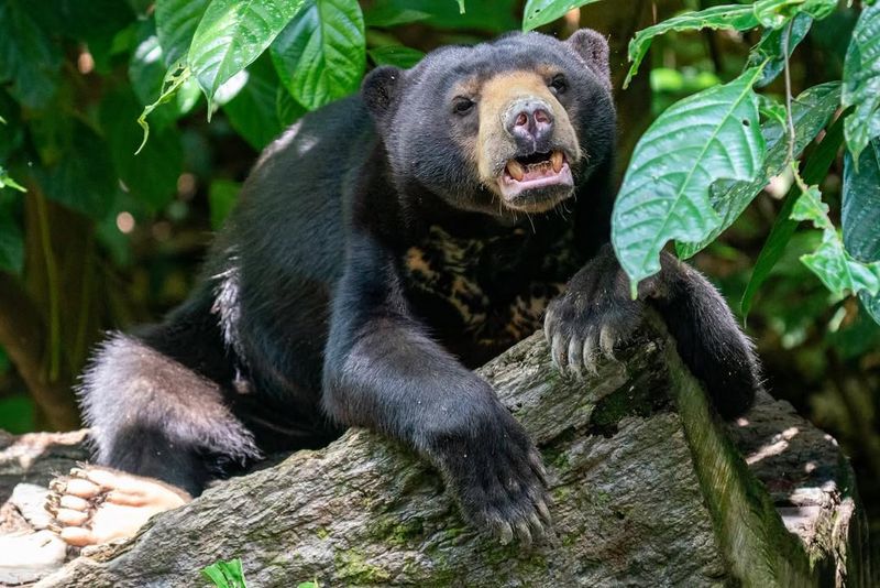 Sun Bear