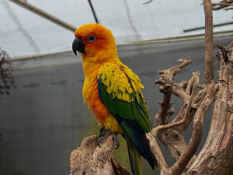 Sun Conure