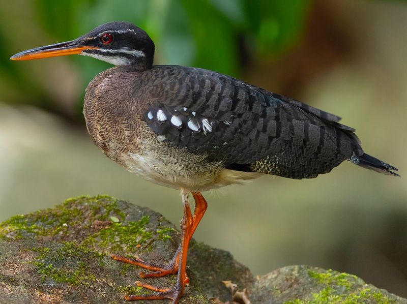 Sunbittern