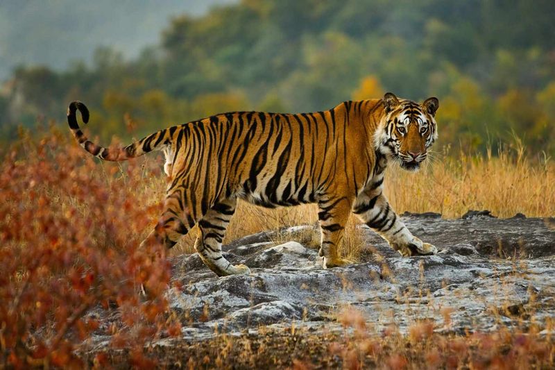 Sundarbans, India and Bangladesh