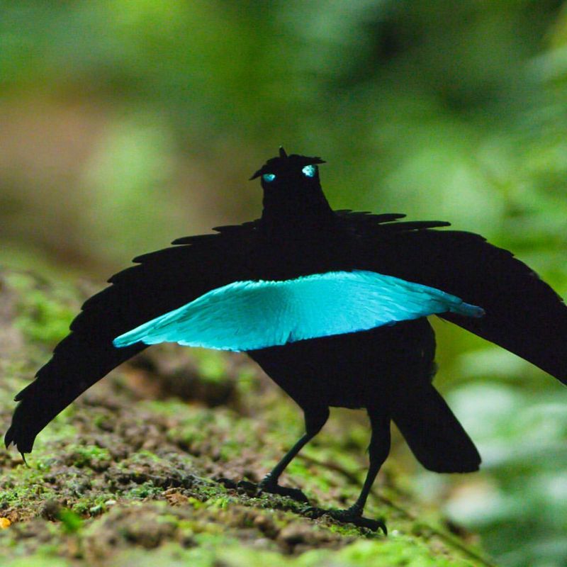 Superb Bird of Paradise