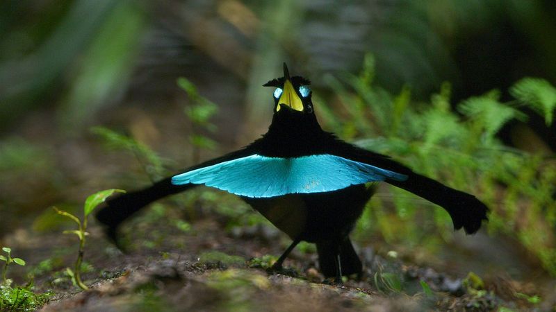 Superb Bird-of-Paradise