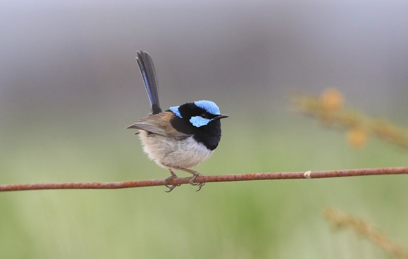 Superb Fairywren