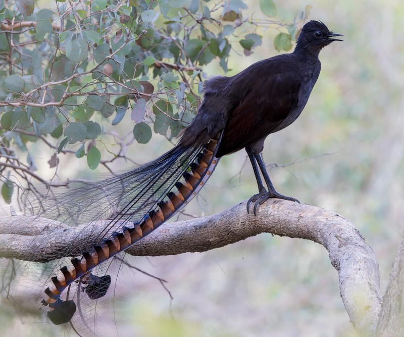 Superb Lyrebird