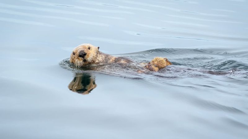 Superb Swimmers