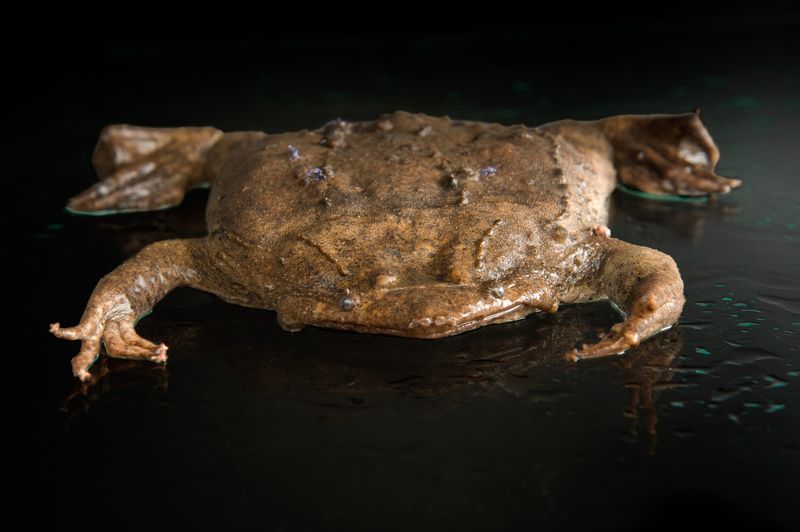 Surinam Toad