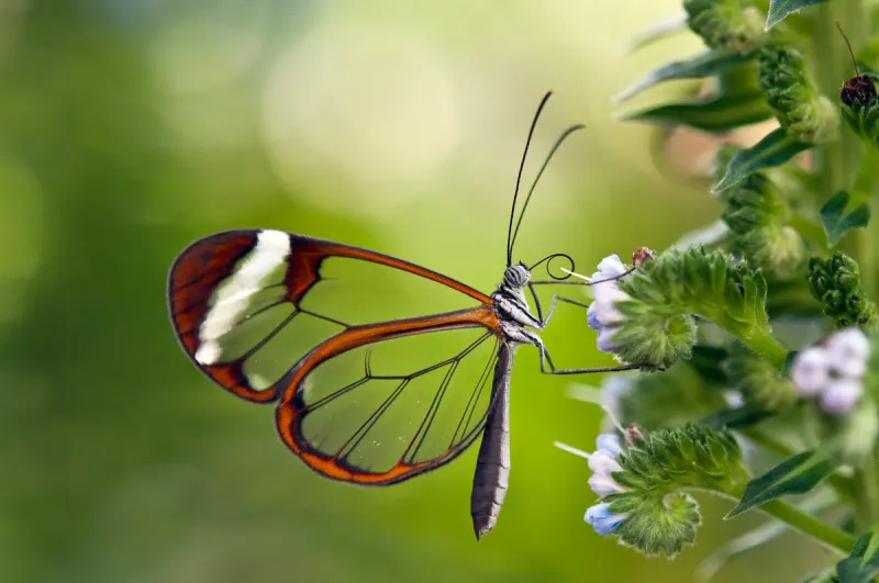 Survival of Transparent Animals