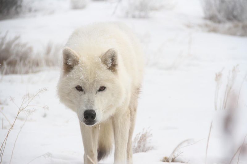 Surviving the Arctic's Long Winters