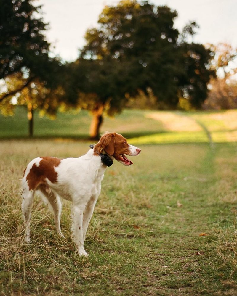 Irish Red And White Setter