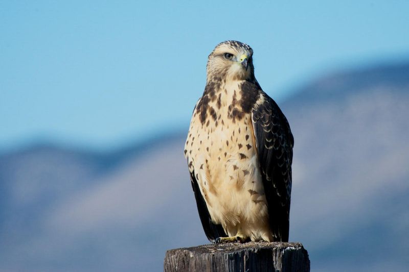 Swainson's Hawk