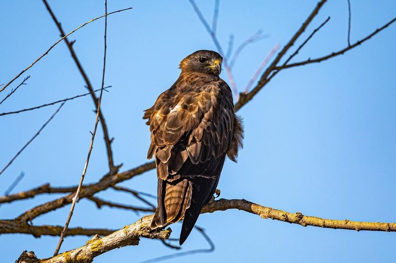 Swainson's Hawk